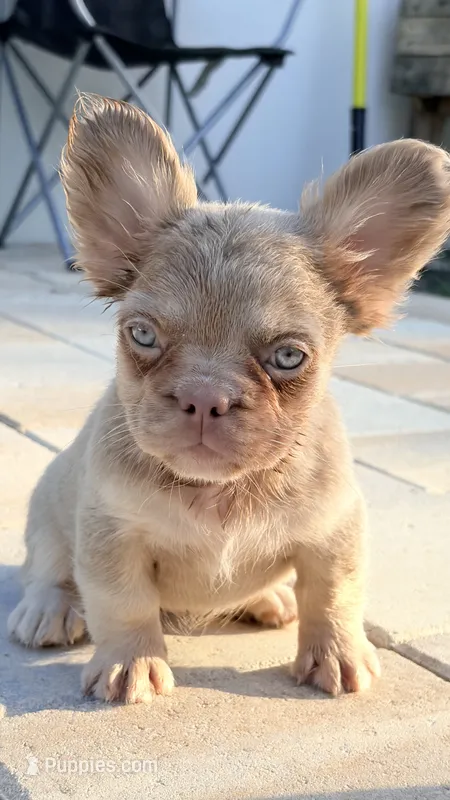Stella  – French Bulldog puppy for sale in Melbourne, FL