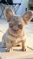 Stella , a female French Bulldog for sale in Melbourne, FL – 1 of 2