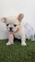 Dior, a female French Bulldog for sale in Melbourne, FL – 3 of 3
