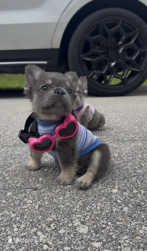 Mochi – French Bulldog puppy for sale in Melbourne, FL