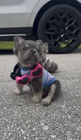 Mochi, a female French Bulldog for sale in Melbourne, FL – 1 of 4