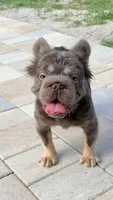 Rhino, a male French Bulldog for sale in Melbourne, FL – 2 of 3