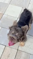 Rhino, a male French Bulldog for sale in Melbourne, FL – 3 of 3