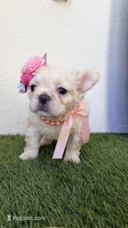 Chanel – French Bulldog puppy for sale in Melbourne, FL