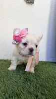 Chanel, a female French Bulldog for sale in Melbourne, FL – 2 of 3