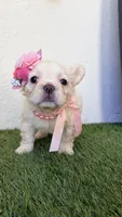 Chanel, a female French Bulldog for sale in Melbourne, FL – 3 of 3