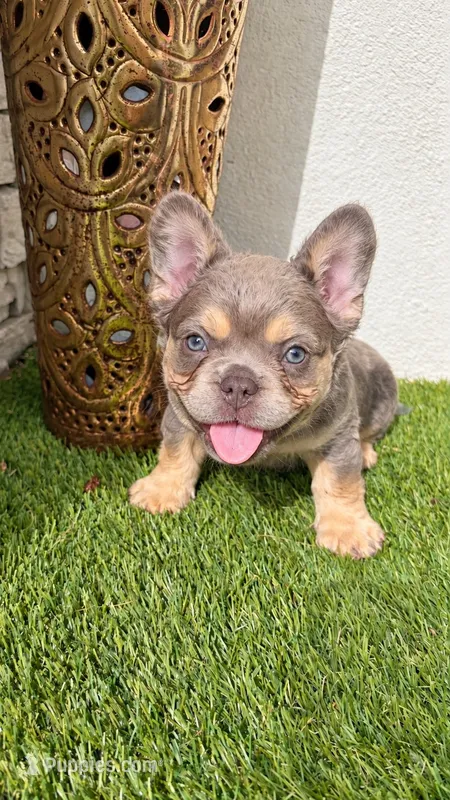 Crunch – French Bulldog puppy for sale in Melbourne, FL