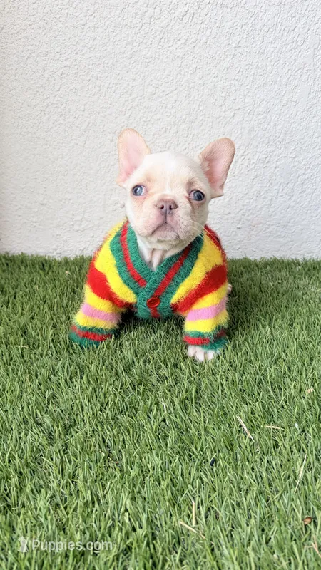 Dumpling – French Bulldog puppy for sale in Melbourne, FL