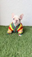 Dumpling, a male French Bulldog for sale in Melbourne, FL – 1 of 2