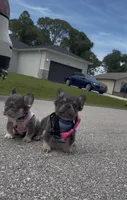Mochi, a female French Bulldog for sale in Melbourne, FL – 4 of 4