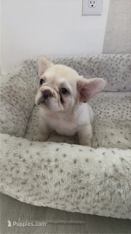 Armani – French Bulldog puppy for sale in Melbourne, FL