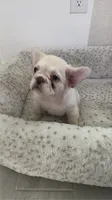 Armani, a male French Bulldog for sale in Melbourne, FL – 1 of 1