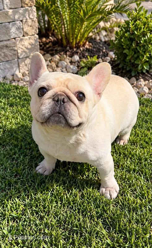 Chanel  – French Bulldog puppy for sale in Melbourne, FL