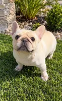 Chanel , a female French Bulldog for sale in Melbourne, FL – 1 of 1