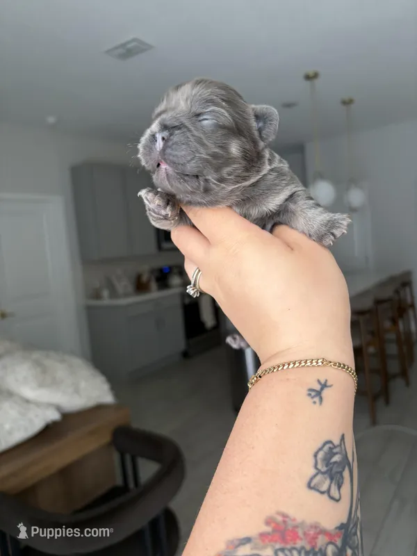 Aurora – French Bulldog puppy for sale in Melbourne, FL