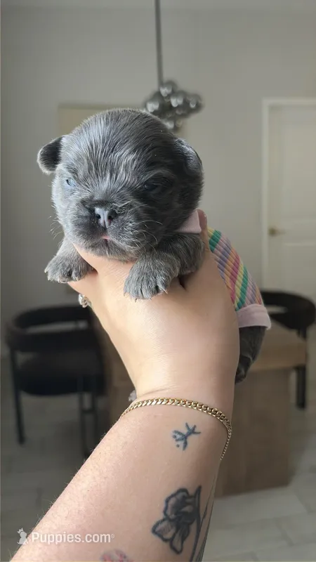 Aurora – French Bulldog puppy for sale in Melbourne, FL