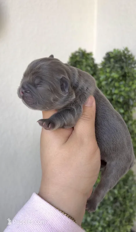 Aurora – French Bulldog puppy for sale in Melbourne, FL