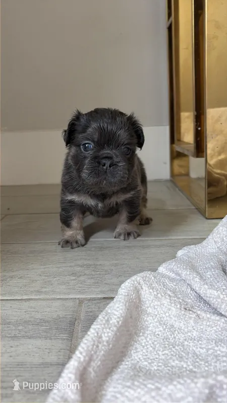 Aurora – French Bulldog puppy for sale in Melbourne, FL