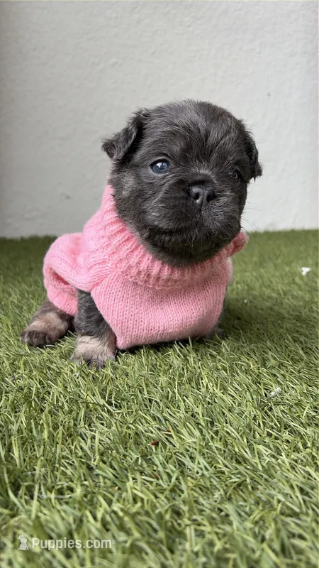 Aurora – French Bulldog puppy for sale in Melbourne, FL