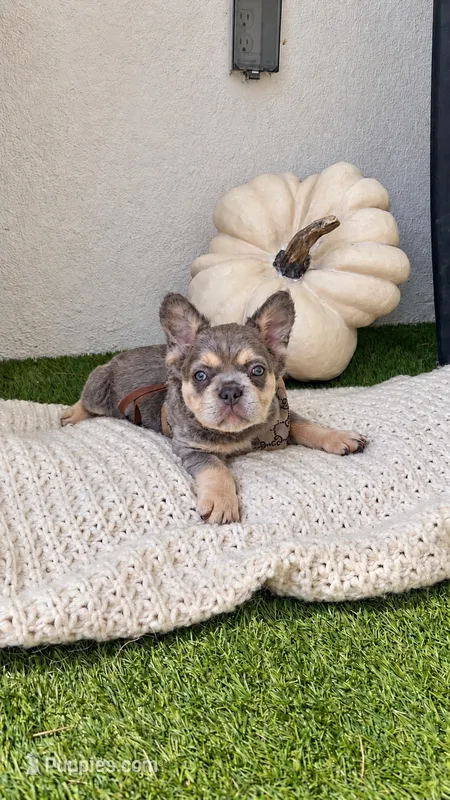 Crunch – French Bulldog puppy for sale in Melbourne, FL
