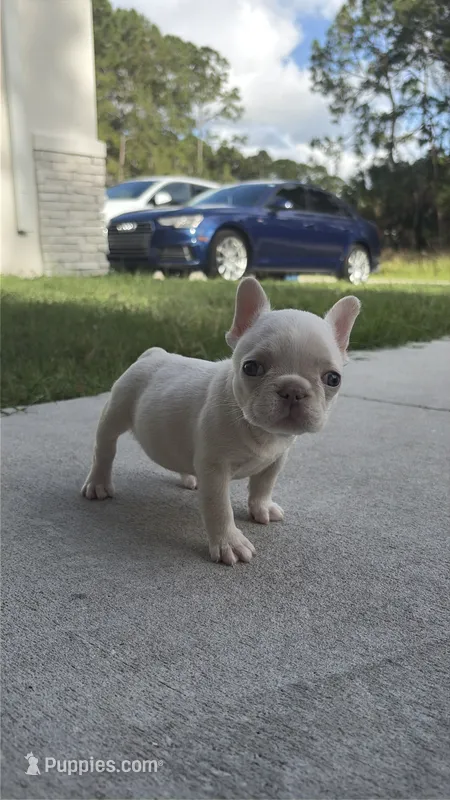 Dumpling – French Bulldog puppy for sale in Melbourne, FL