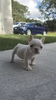 Dumpling, a male French Bulldog for sale in Melbourne, FL – 1 of 2