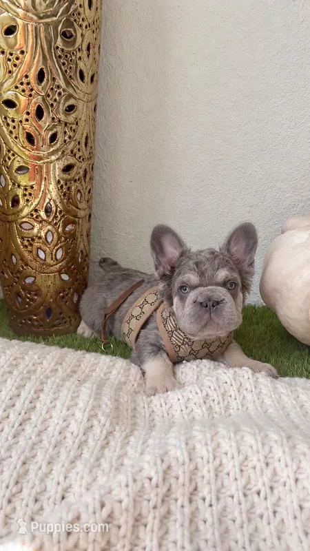 Sushi  – French Bulldog puppy for sale in Melbourne, FL
