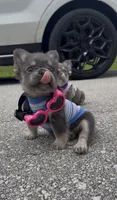 Mochi, a female French Bulldog for sale in Melbourne, FL – 2 of 4