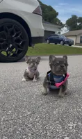 Mochi, a female French Bulldog for sale in Melbourne, FL – 3 of 4