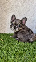 Oreo, a male French Bulldog for sale in Melbourne, FL – 2 of 3