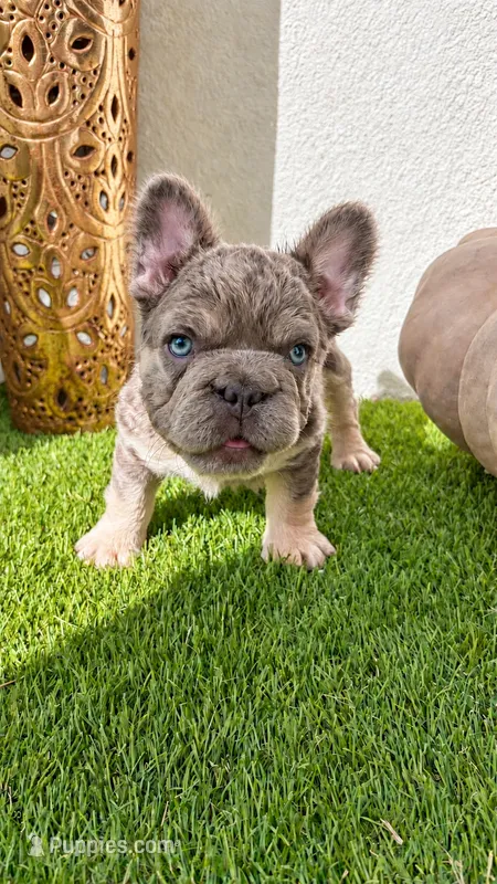 Sushi  – French Bulldog puppy for sale in Melbourne, FL