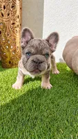 Sushi , a male French Bulldog for sale in Melbourne, FL – 1 of 1