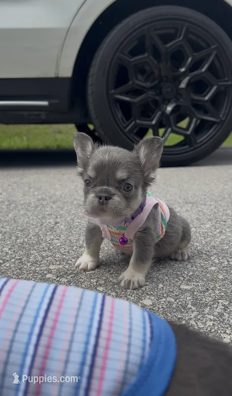 Jelly cat  – French Bulldog puppy for sale in Melbourne, FL