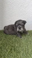 Givenchy, a male French Bulldog for sale in Melbourne, FL – 2 of 2