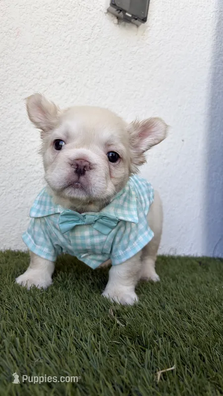Armani – French Bulldog puppy for sale in Melbourne, FL