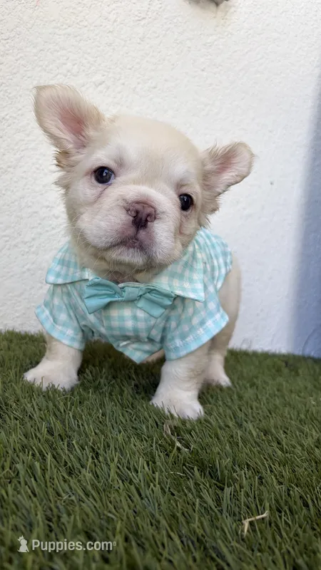 Armani – French Bulldog puppy for sale in Melbourne, FL