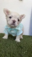 Armani, a male French Bulldog for sale in Melbourne, FL – 1 of 2