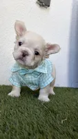 Armani, a male French Bulldog for sale in Melbourne, FL – 2 of 2