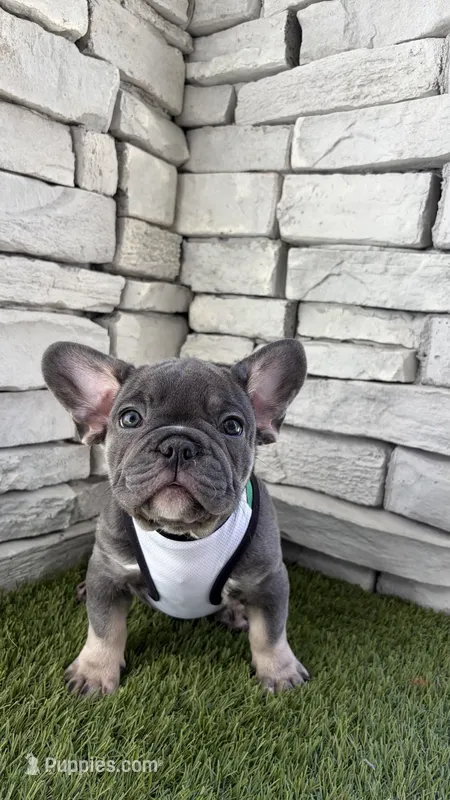 Casino – French Bulldog puppy for sale in Melbourne, FL