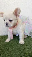 Dior , a female French Bulldog for sale in Melbourne, FL – 1 of 2