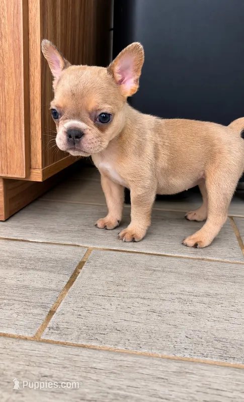 Mocha – French Bulldog puppy for sale in Melbourne, FL