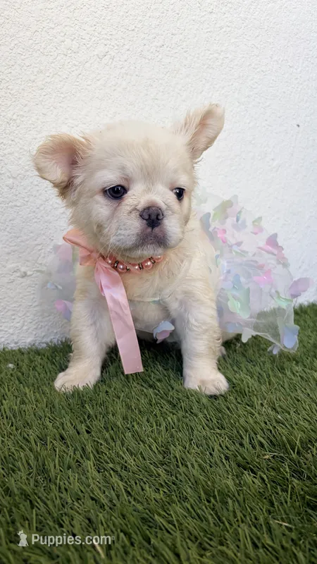 Dior – French Bulldog puppy for sale in Melbourne, FL
