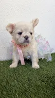 Dior, a female French Bulldog for sale in Melbourne, FL – 2 of 3