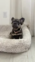 Aurora, a female French Bulldog for sale in Melbourne, FL – 2 of 2