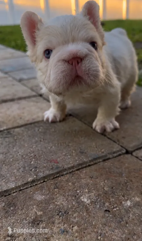 Moses – French Bulldog puppy for sale in Melbourne, FL
