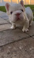 Moses, a male French Bulldog for sale in Melbourne, FL – 1 of 1