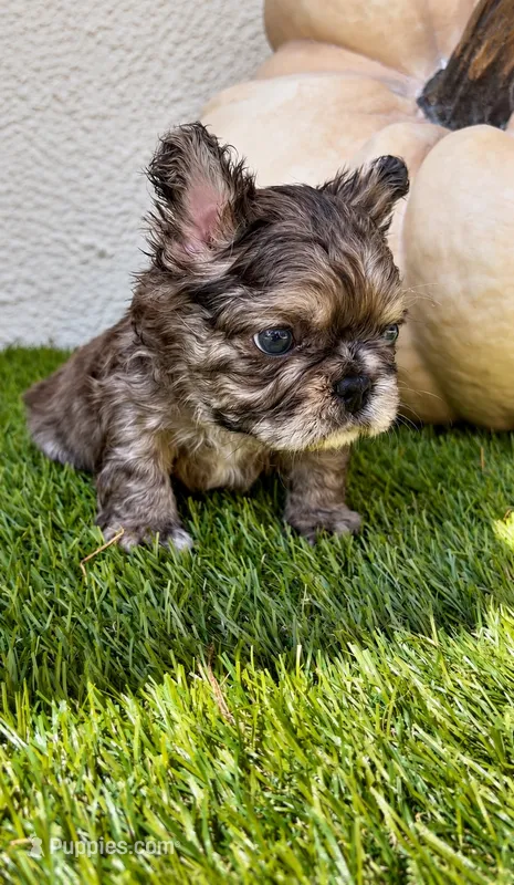 Oreo – French Bulldog puppy for sale in Melbourne, FL