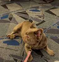 Alyssa , a female French Bulldog for sale in Melbourne, FL – 3 of 3