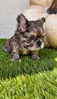 Oreo, a male French Bulldog for sale in Melbourne, FL – 2 of 3