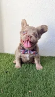 Cosmic, a male French Bulldog for sale in Melbourne, FL – 2 of 2
